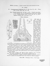 Gymnosporangium clavariiforme image